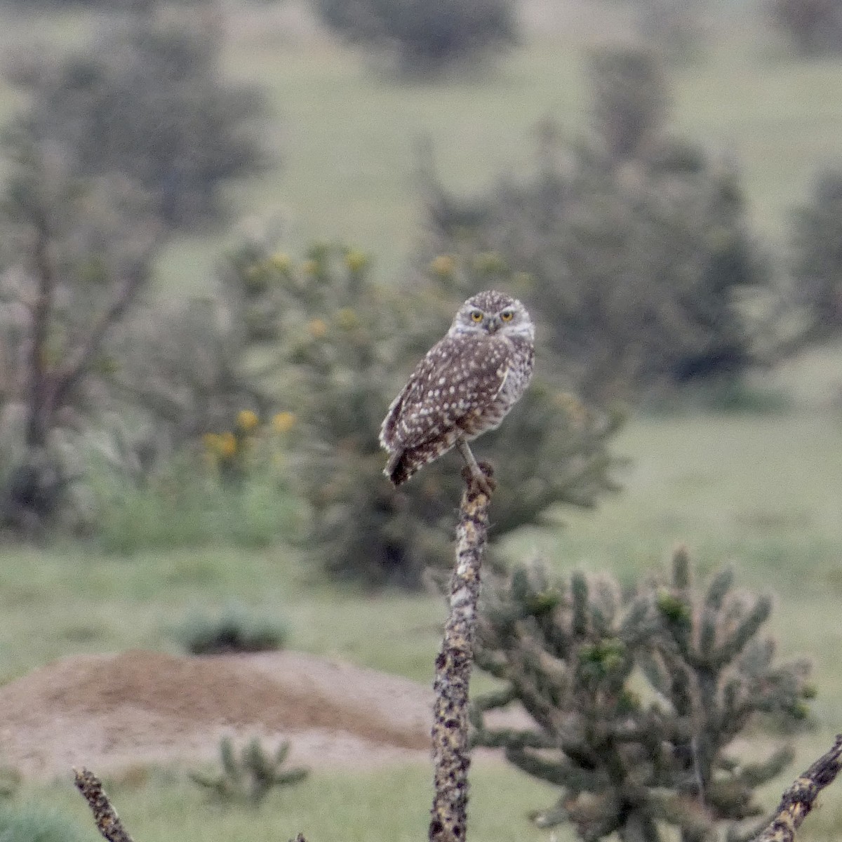 Burrowing Owl - ML641412420