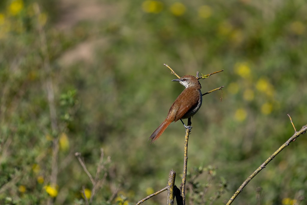Yellow-chinned Spinetail - ML641412423