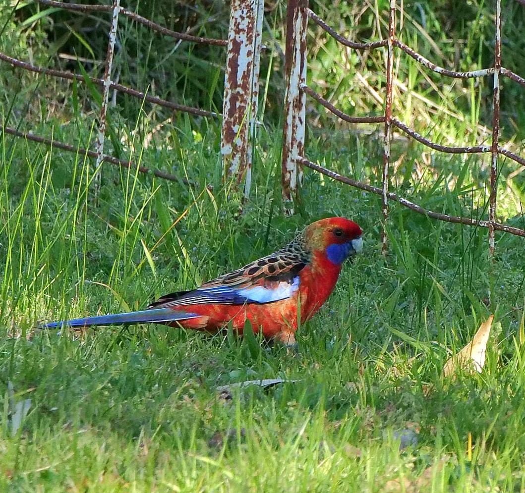 Crimson Rosella - ML641412430
