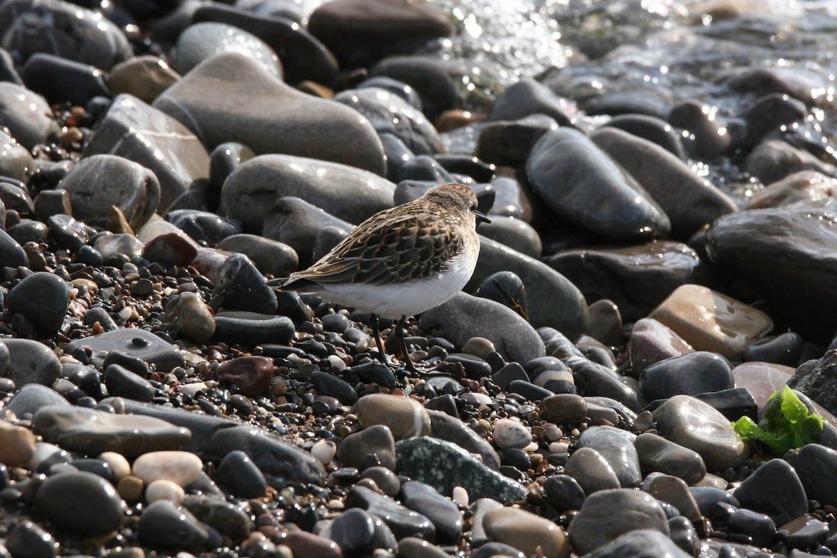 Semipalmated Sandpiper - ML641412431