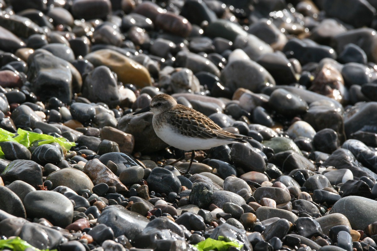 Semipalmated Sandpiper - ML641412432