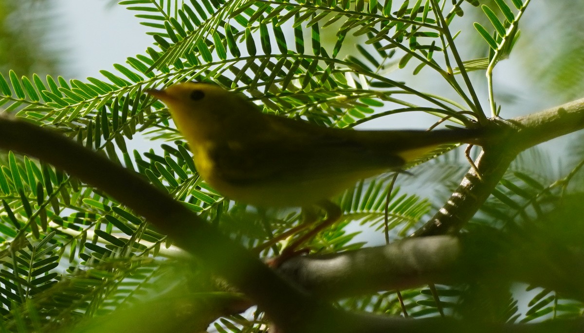 Wilson's Warbler - ML641412438