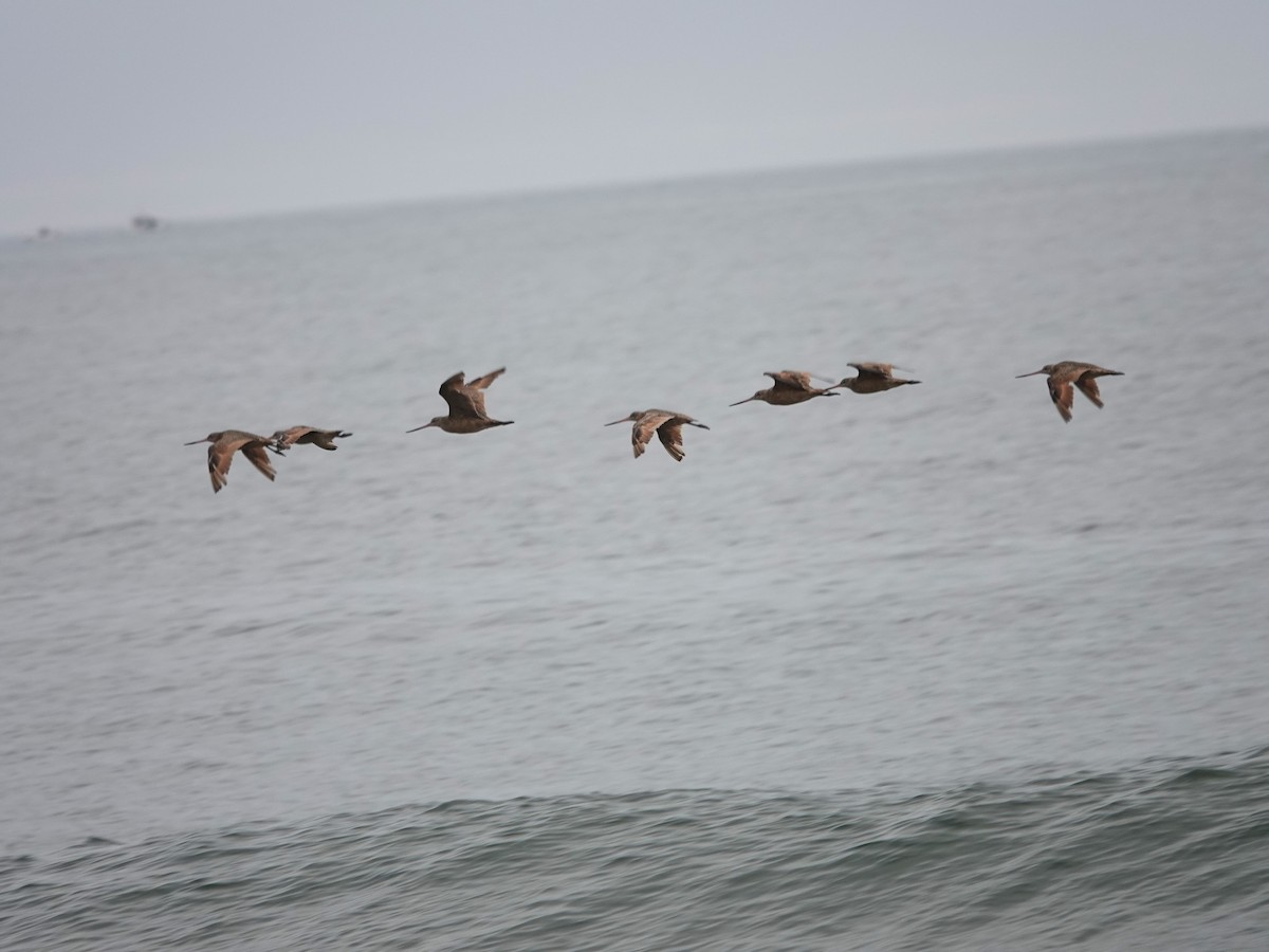 Marbled Godwit - ML641412464