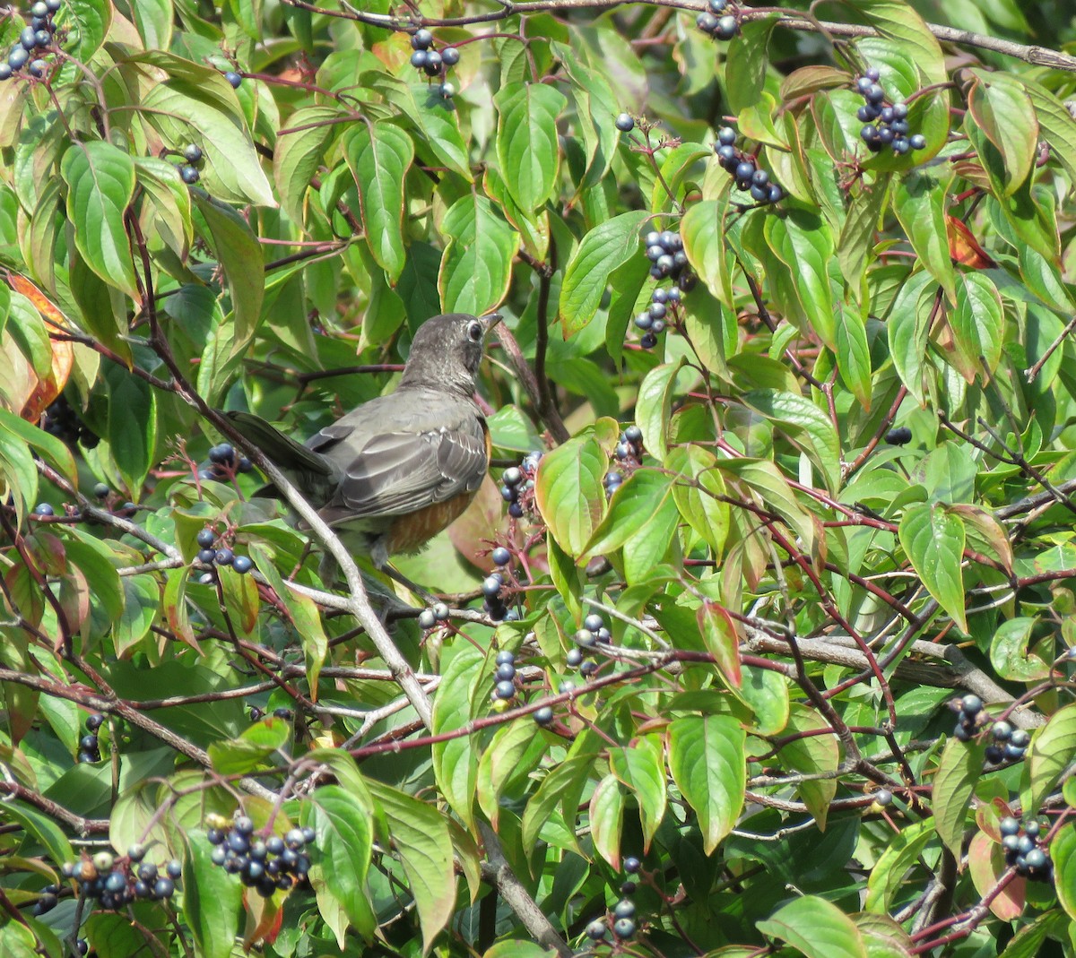 American Robin - ML641412469
