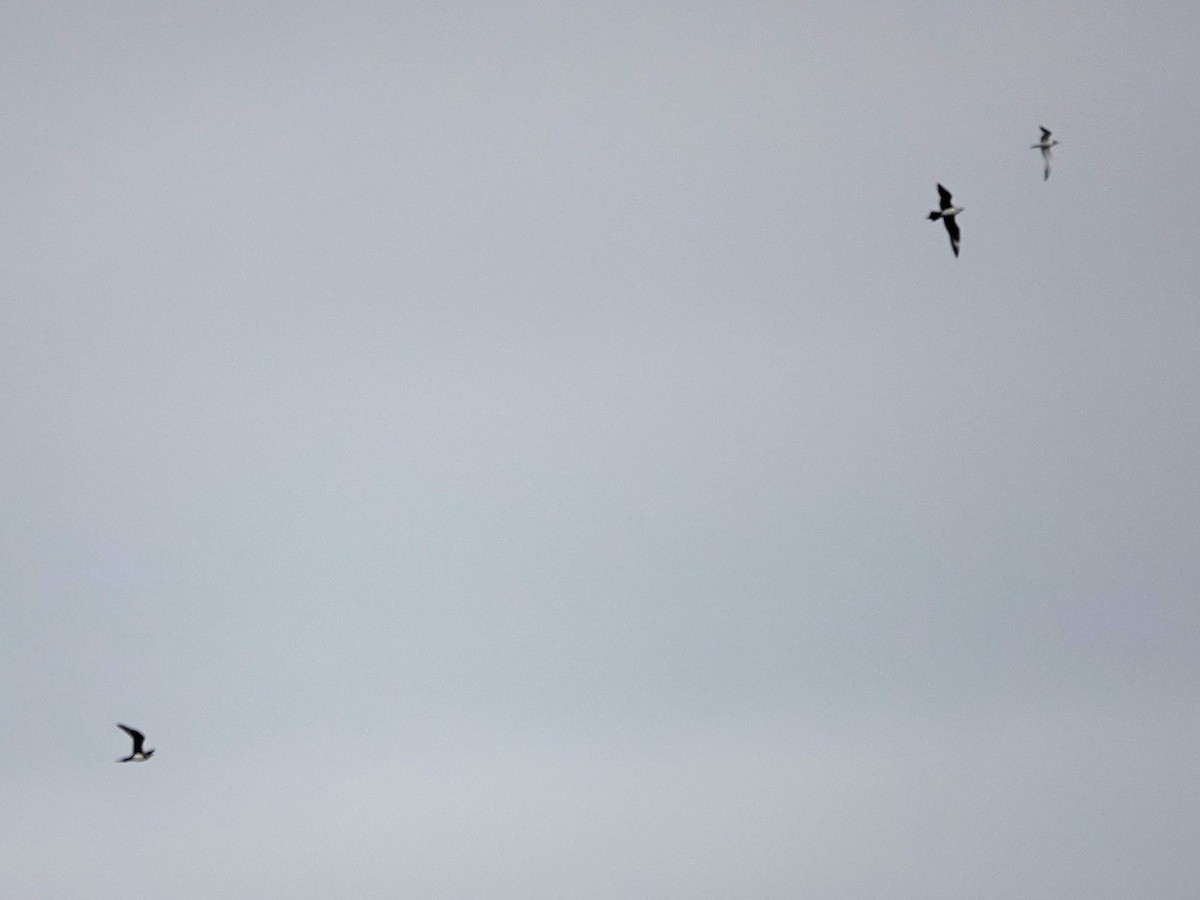 Parasitic Jaeger - ML641412471