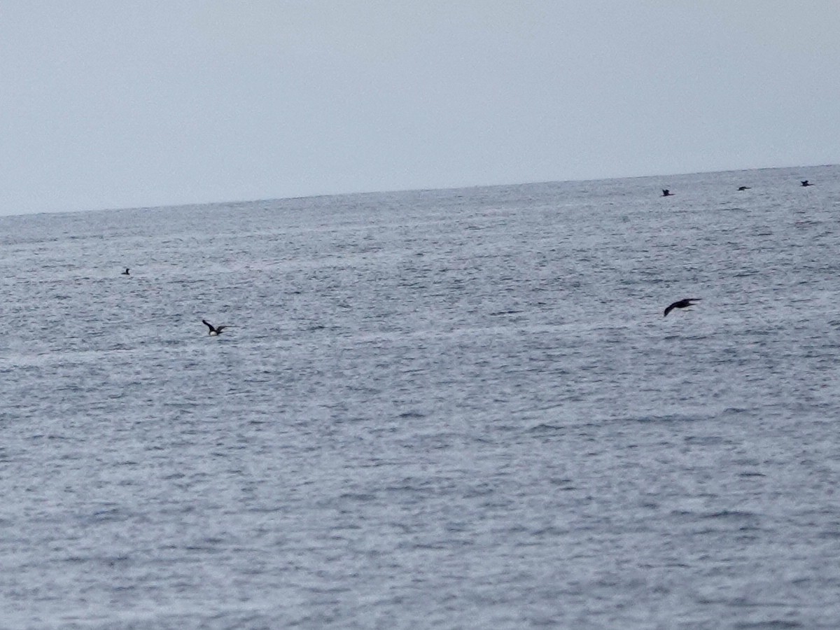 Parasitic Jaeger - ML641412485