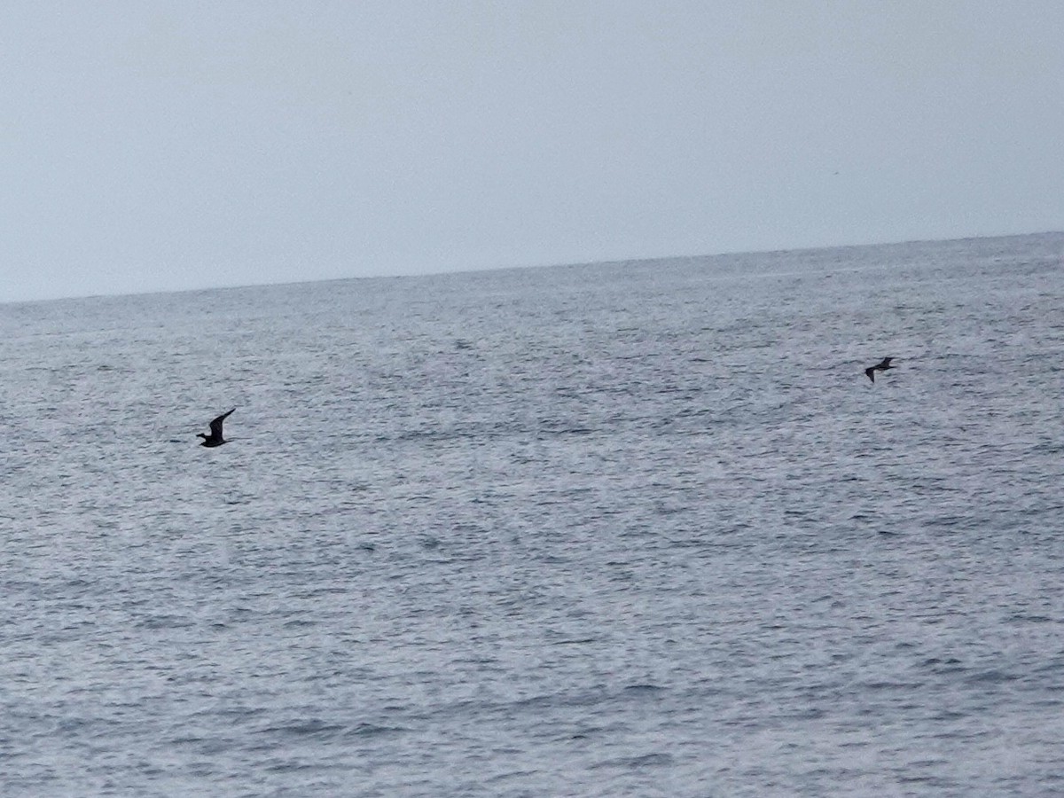 Parasitic Jaeger - ML641412486