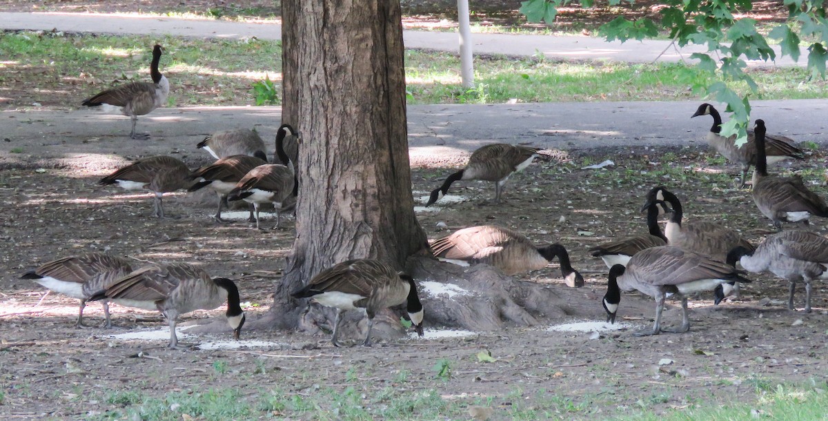 Canada Goose - ML641412487