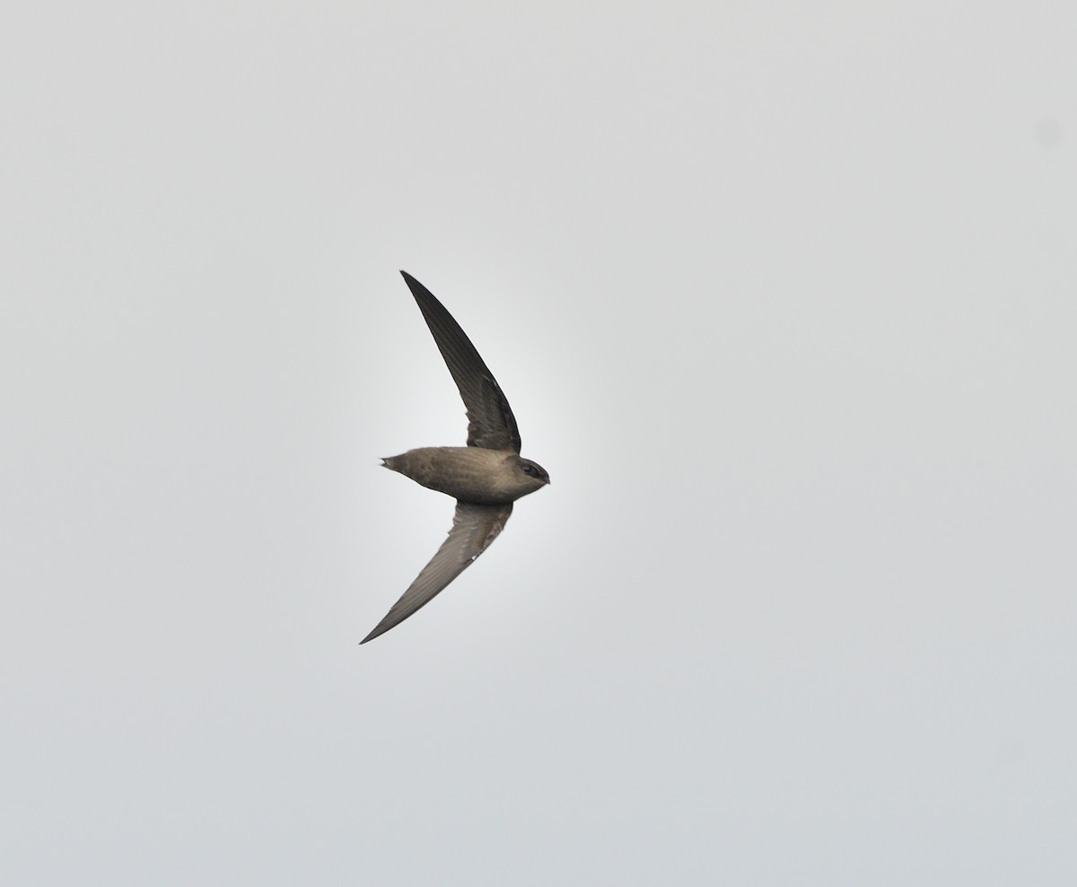 Chimney Swift - ML641412490