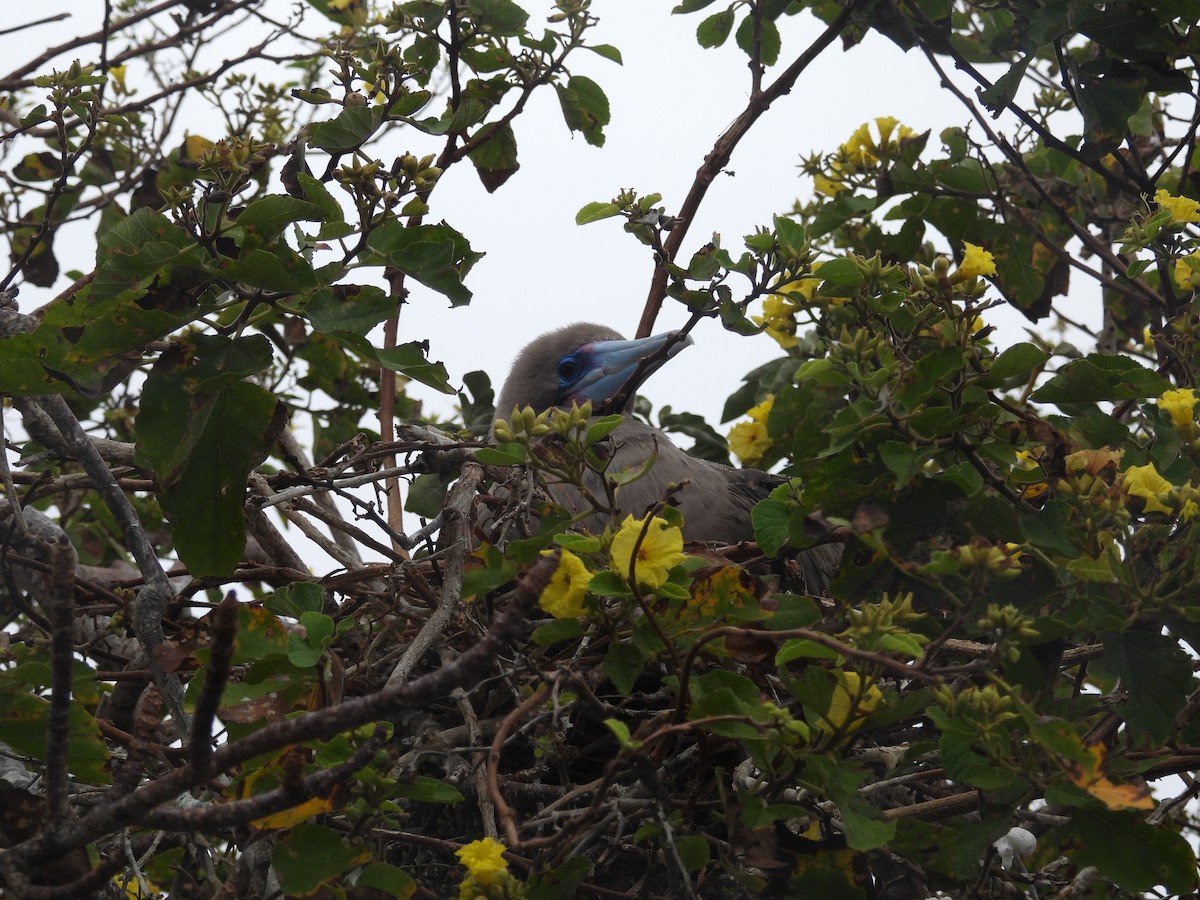 Red-footed Booby (Eastern Pacific) - ML641412491