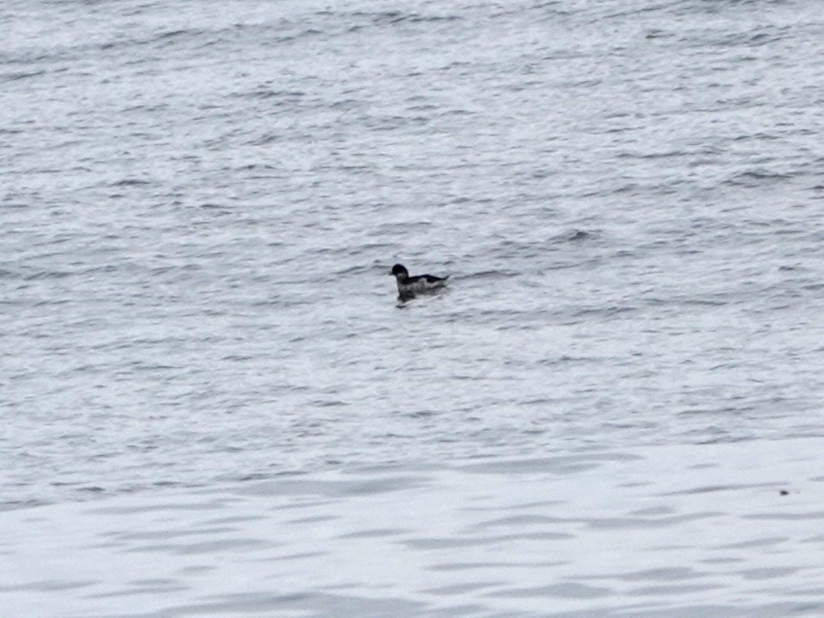 Pigeon Guillemot - ML641412492