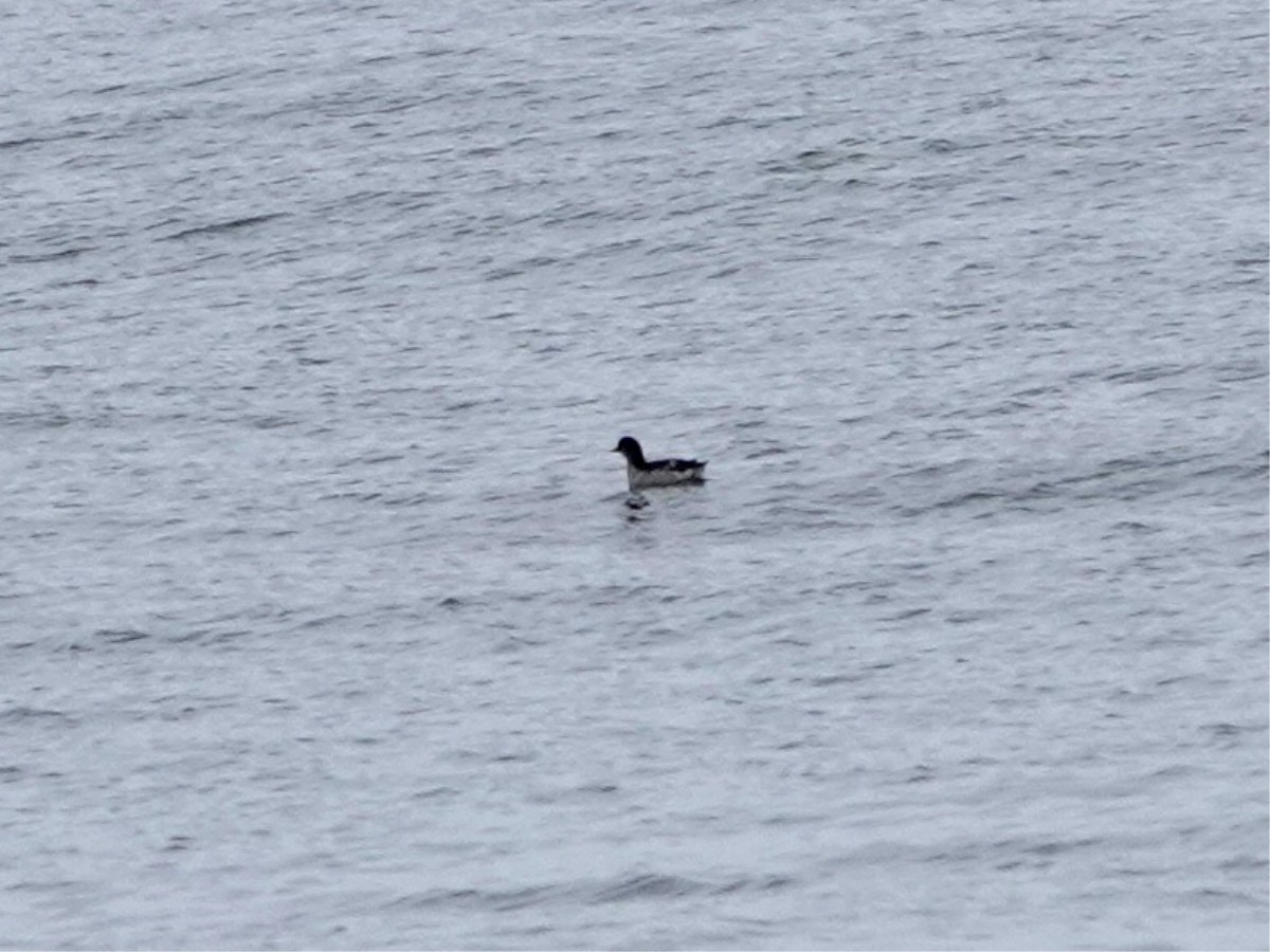 Pigeon Guillemot - ML641412493