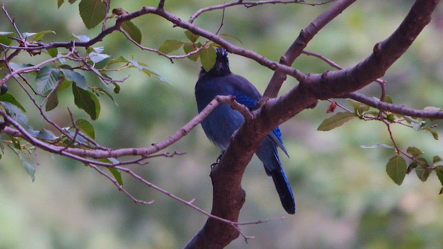 Steller's Jay - ML641412494