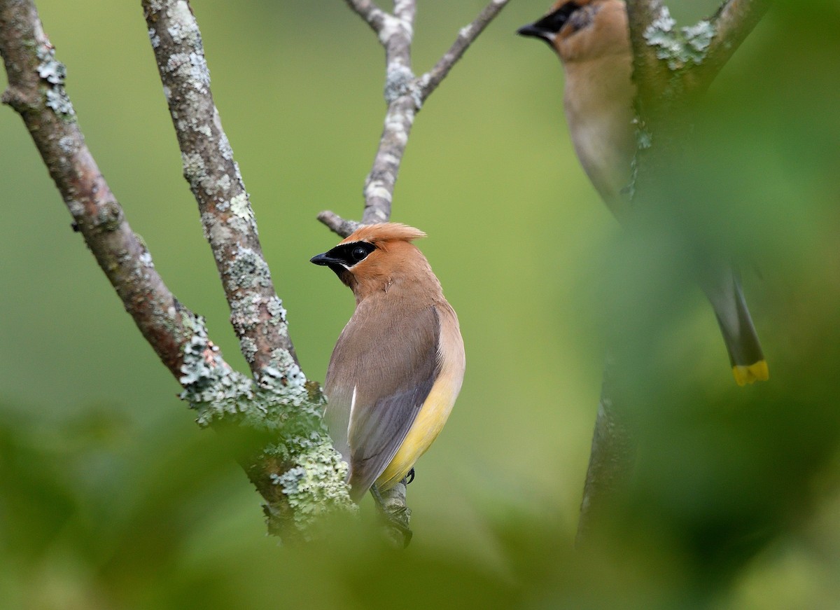 Cedar Waxwing - ML641412495