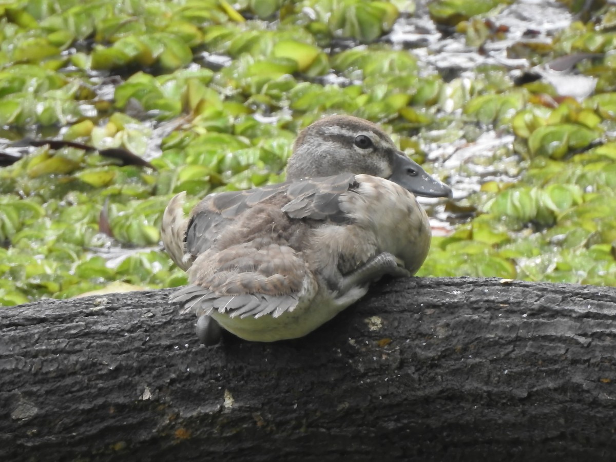 Knob-billed Duck - ML641412496