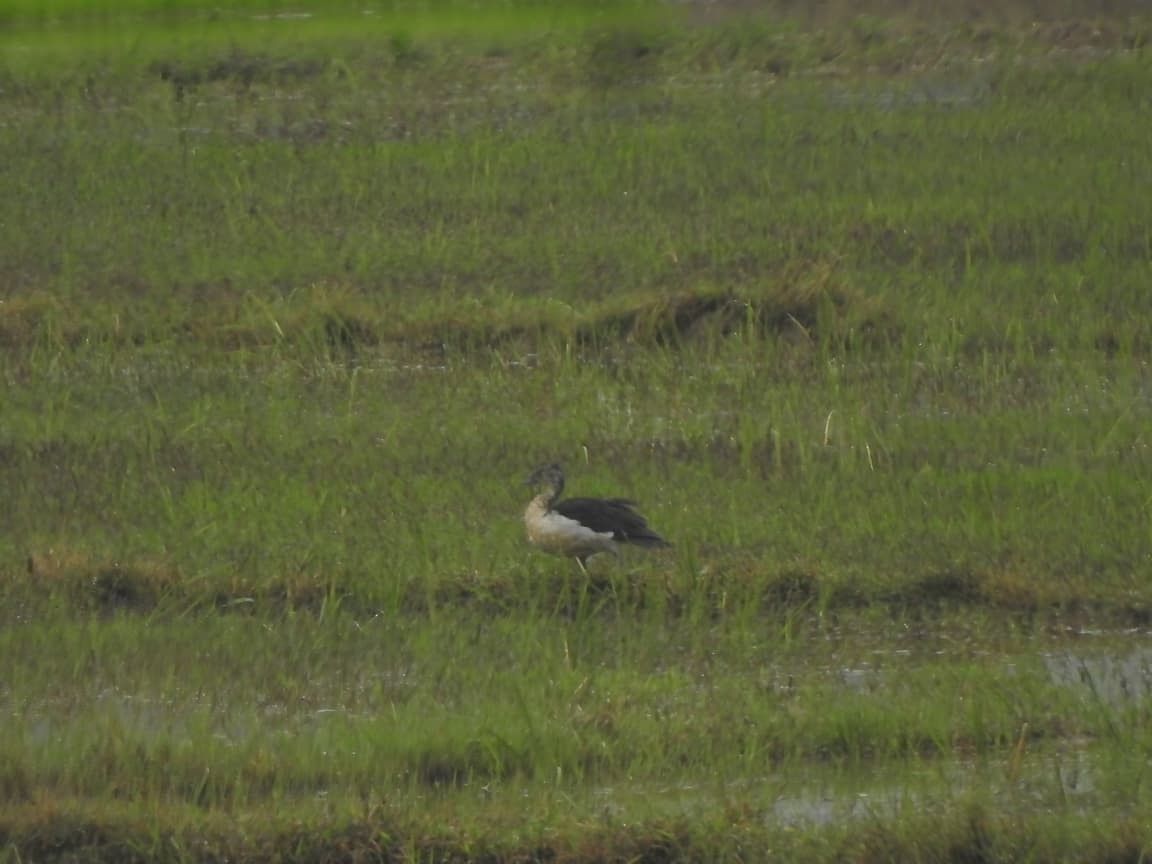 Knob-billed Duck - ML641412497