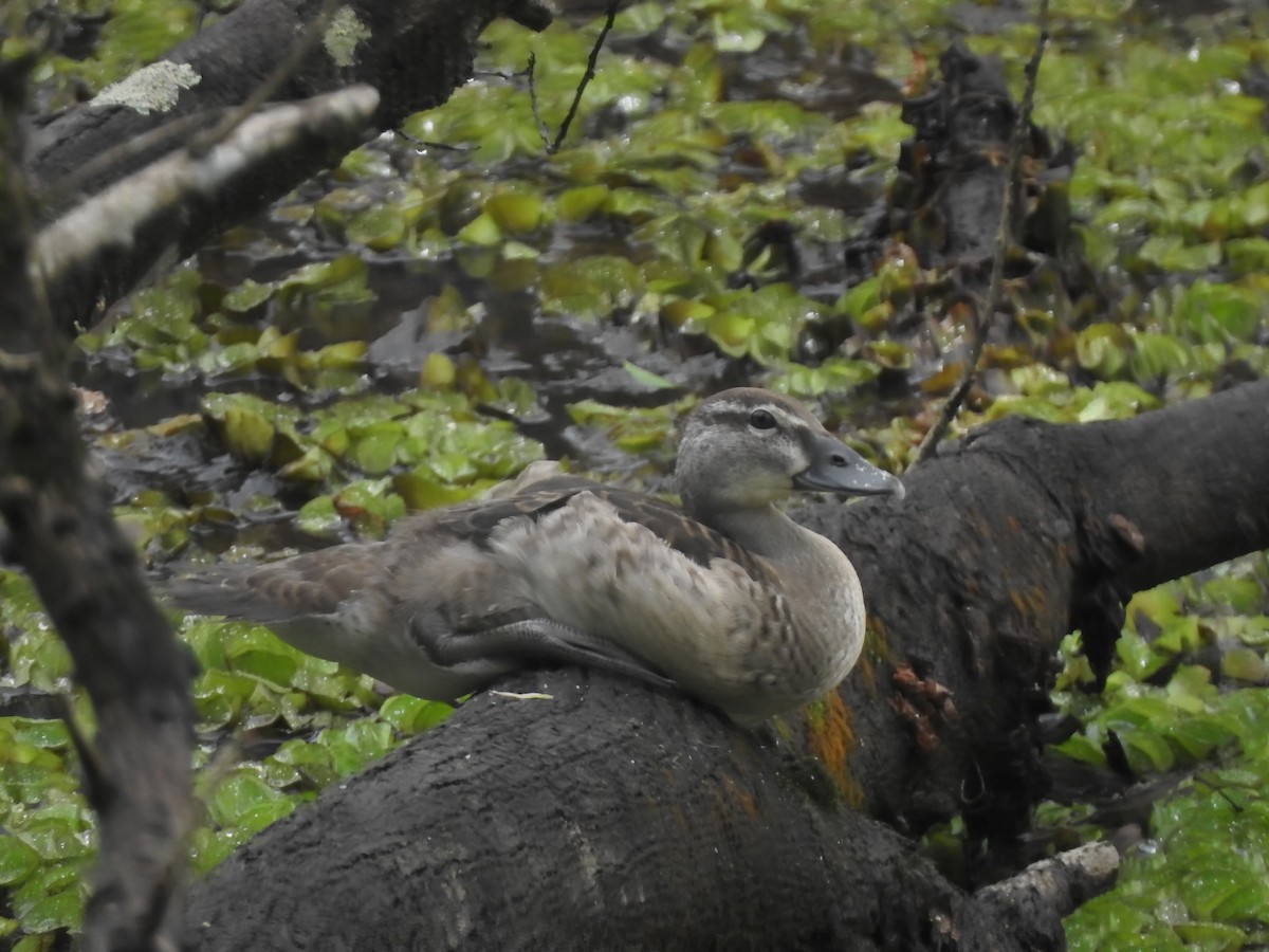 Knob-billed Duck - ML641412498