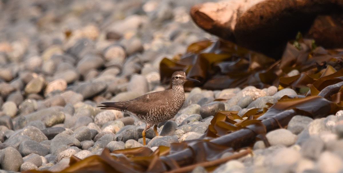 Wandering Tattler - ML641412499