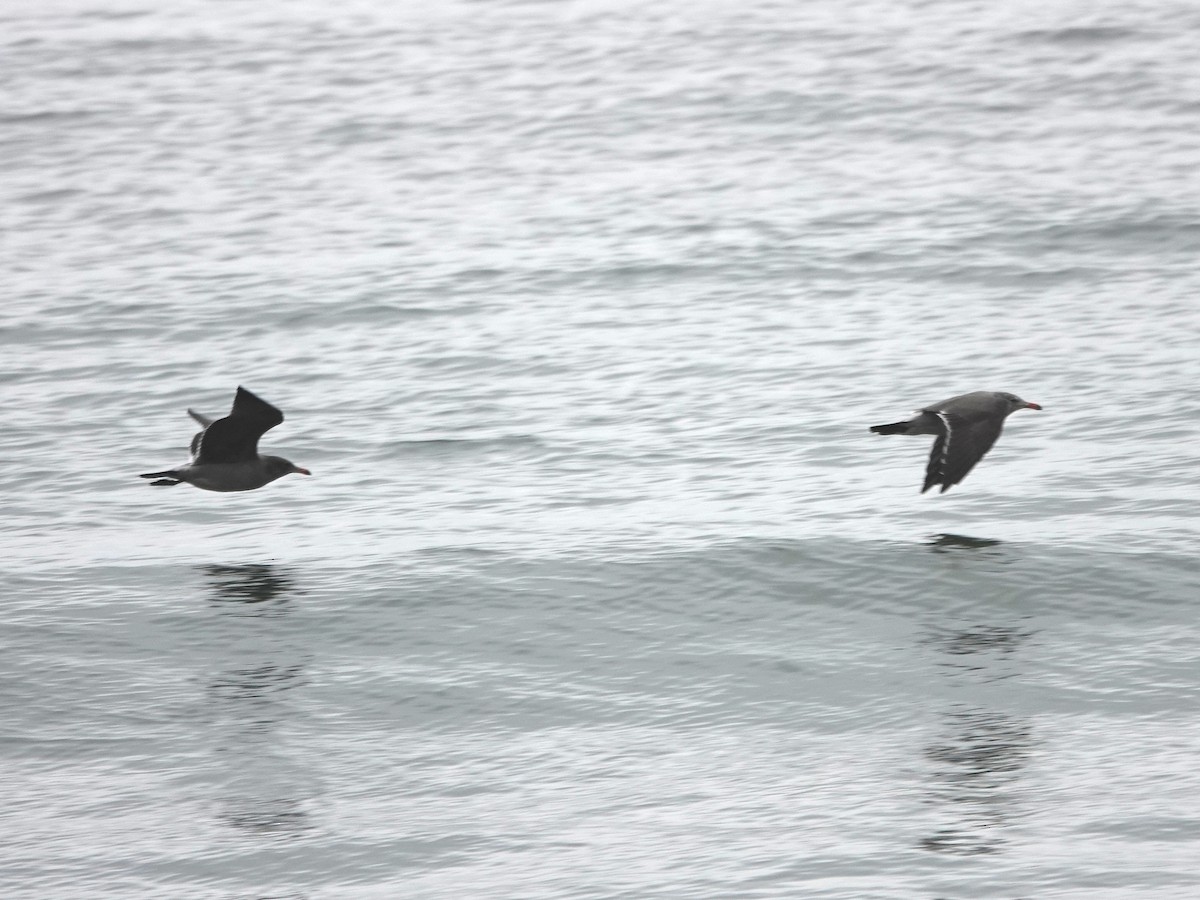 Heermann's Gull - ML641412500