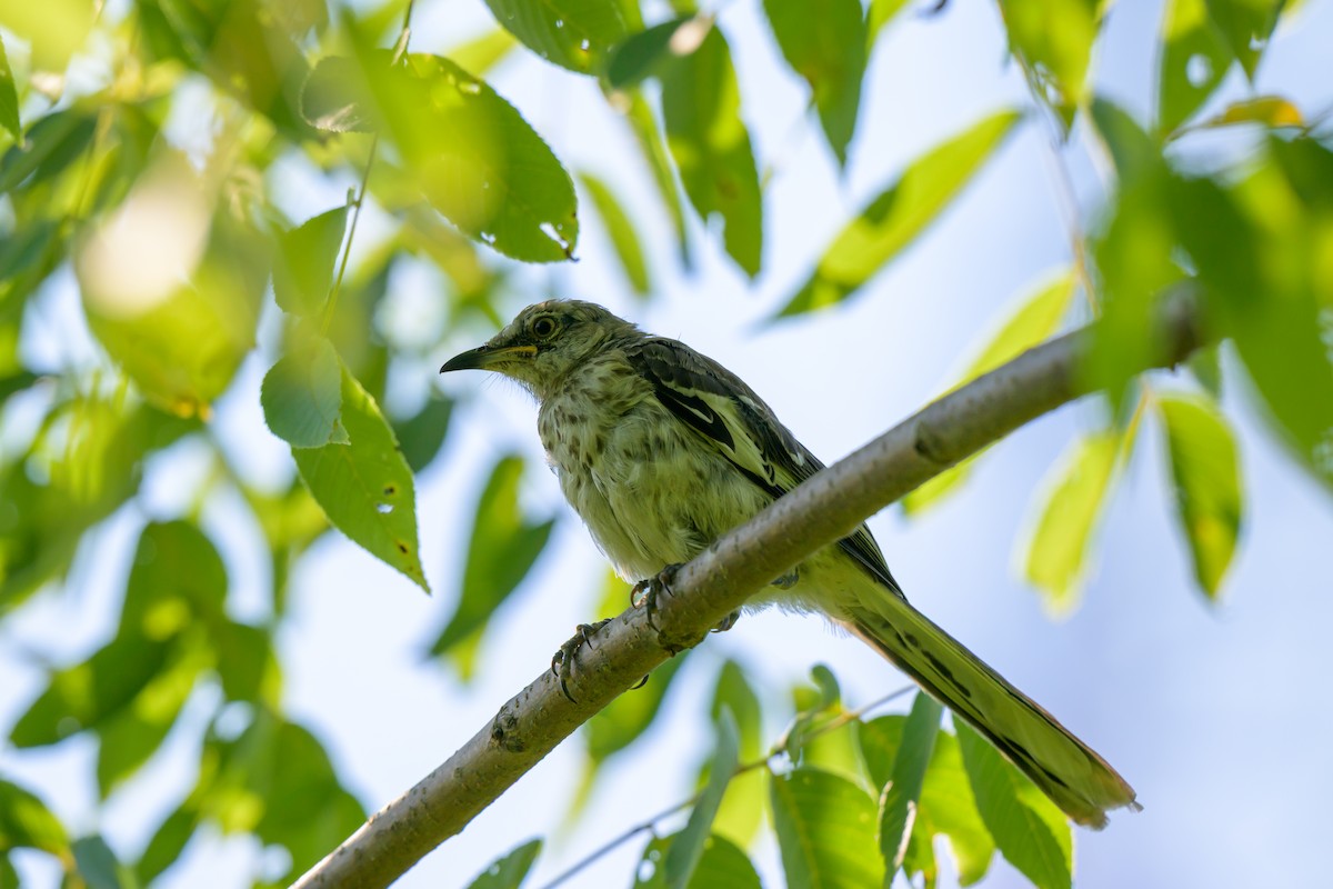 Northern Mockingbird - ML641412501