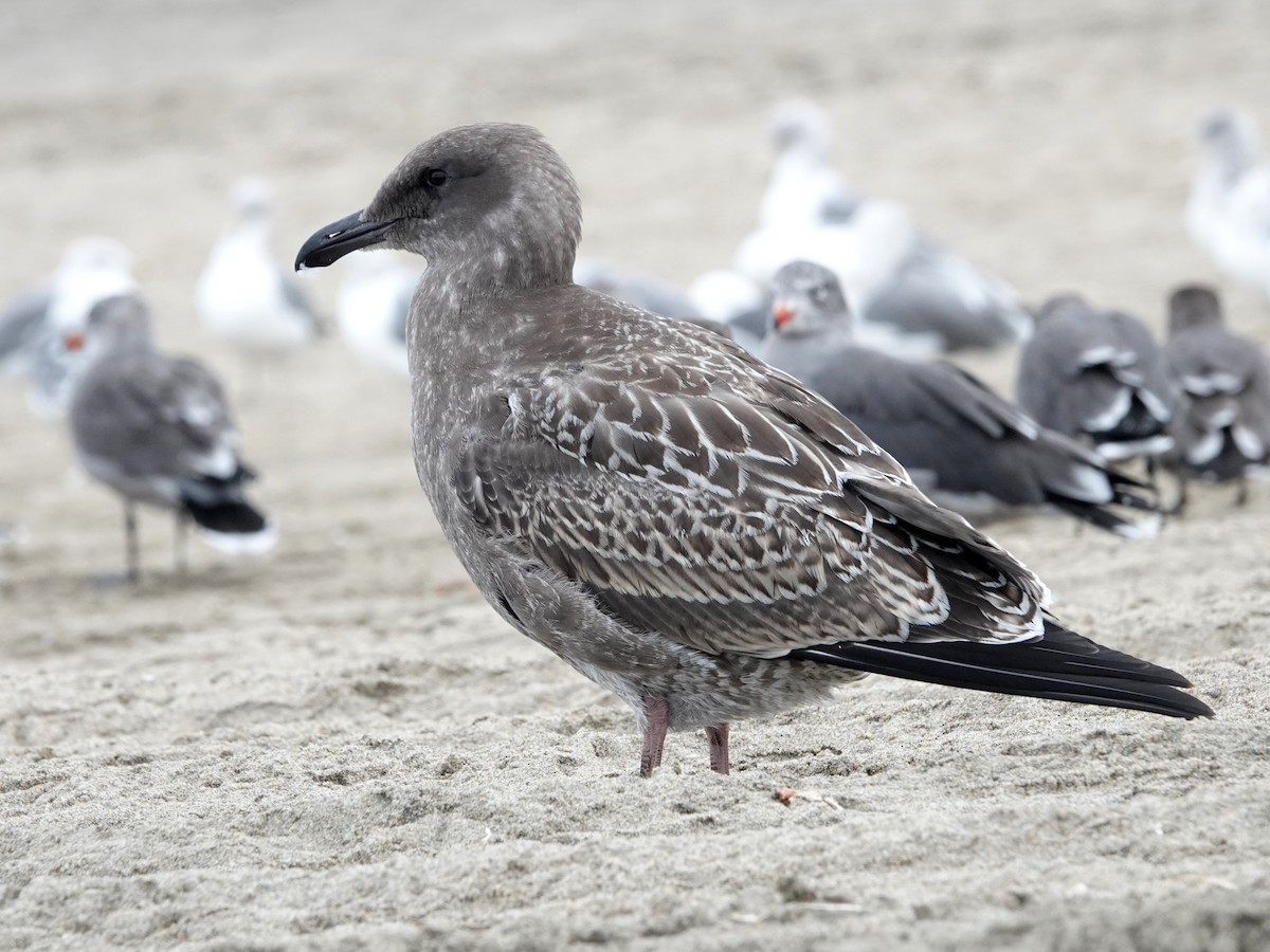 Western Gull - ML641412503