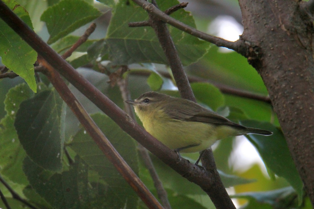 Philadelphia Vireo - ML641412504