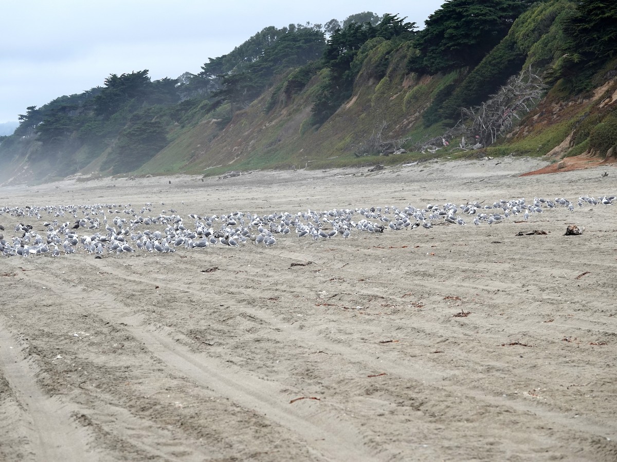 California Gull - ML641412505