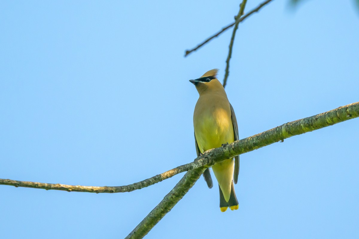 Cedar Waxwing - ML641412509