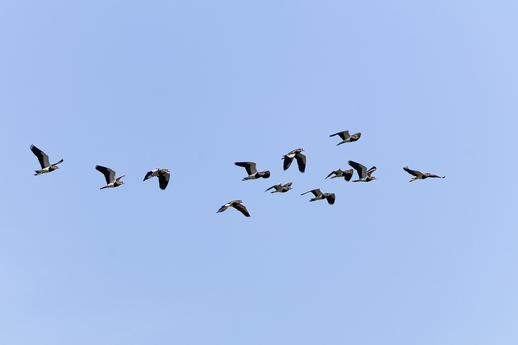 Southern Lapwing - ML641412510