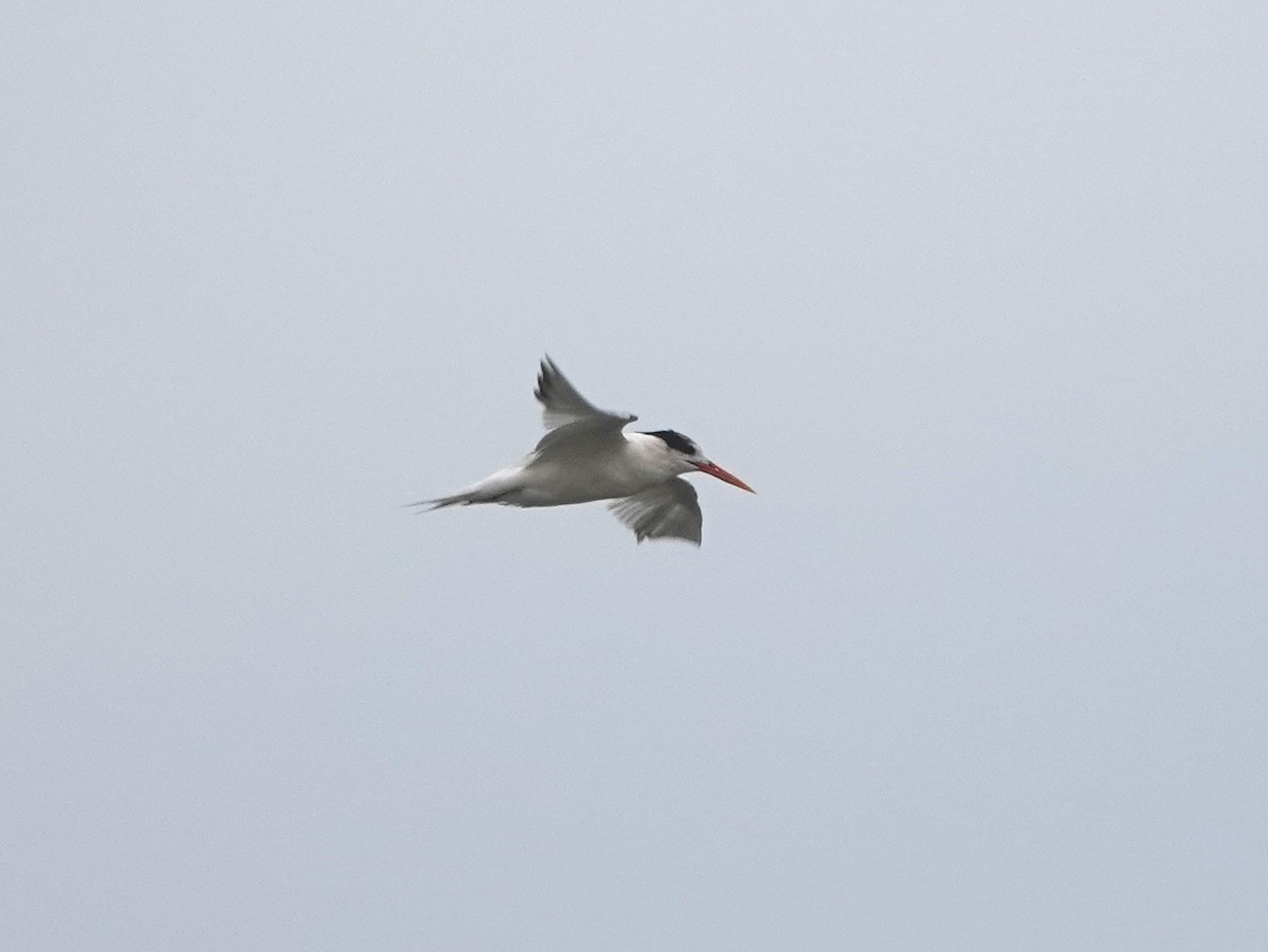Elegant Tern - ML641412511