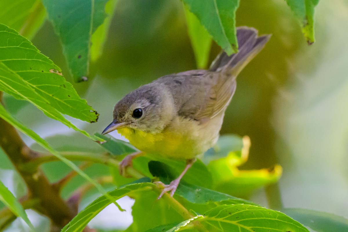 Common Yellowthroat - ML641412514
