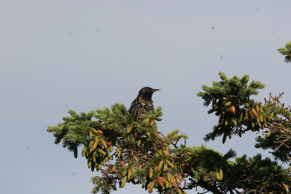 European Starling - ML641412515
