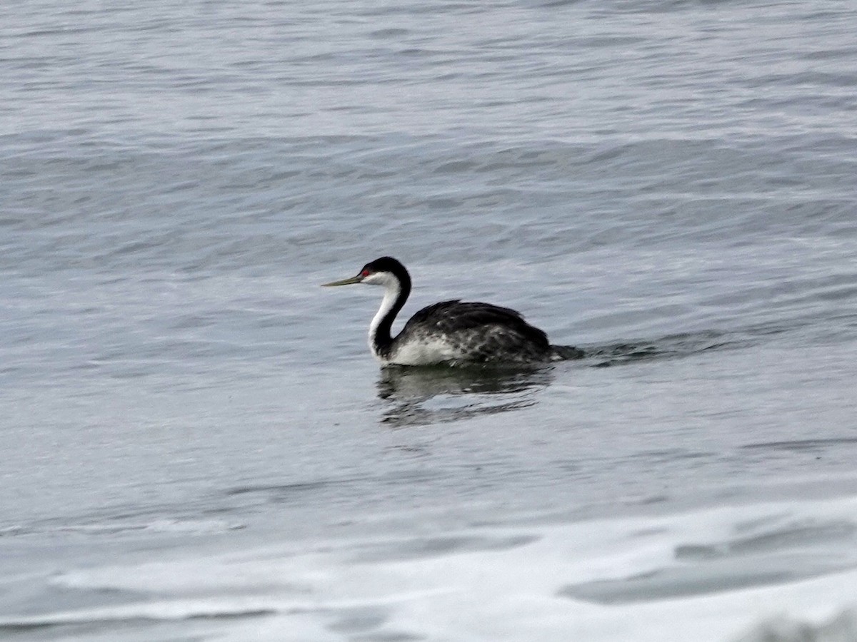 Western Grebe - ML641412516