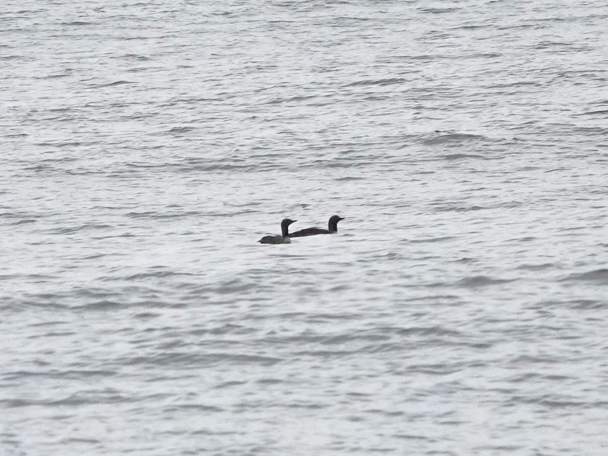 Common Loon - ML641412519