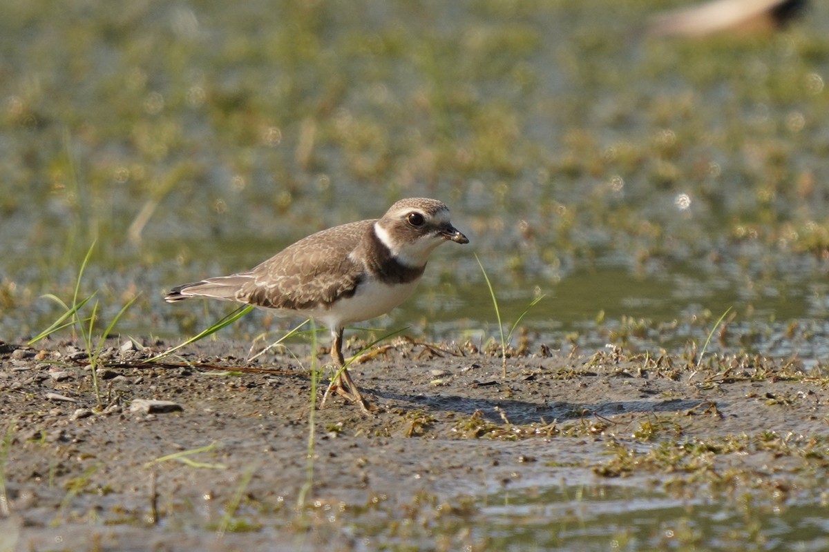 Semipalmated Plover - ML641412520