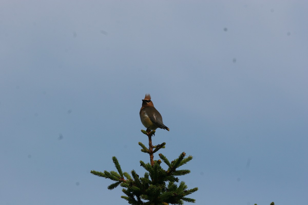 Cedar Waxwing - ML641412522