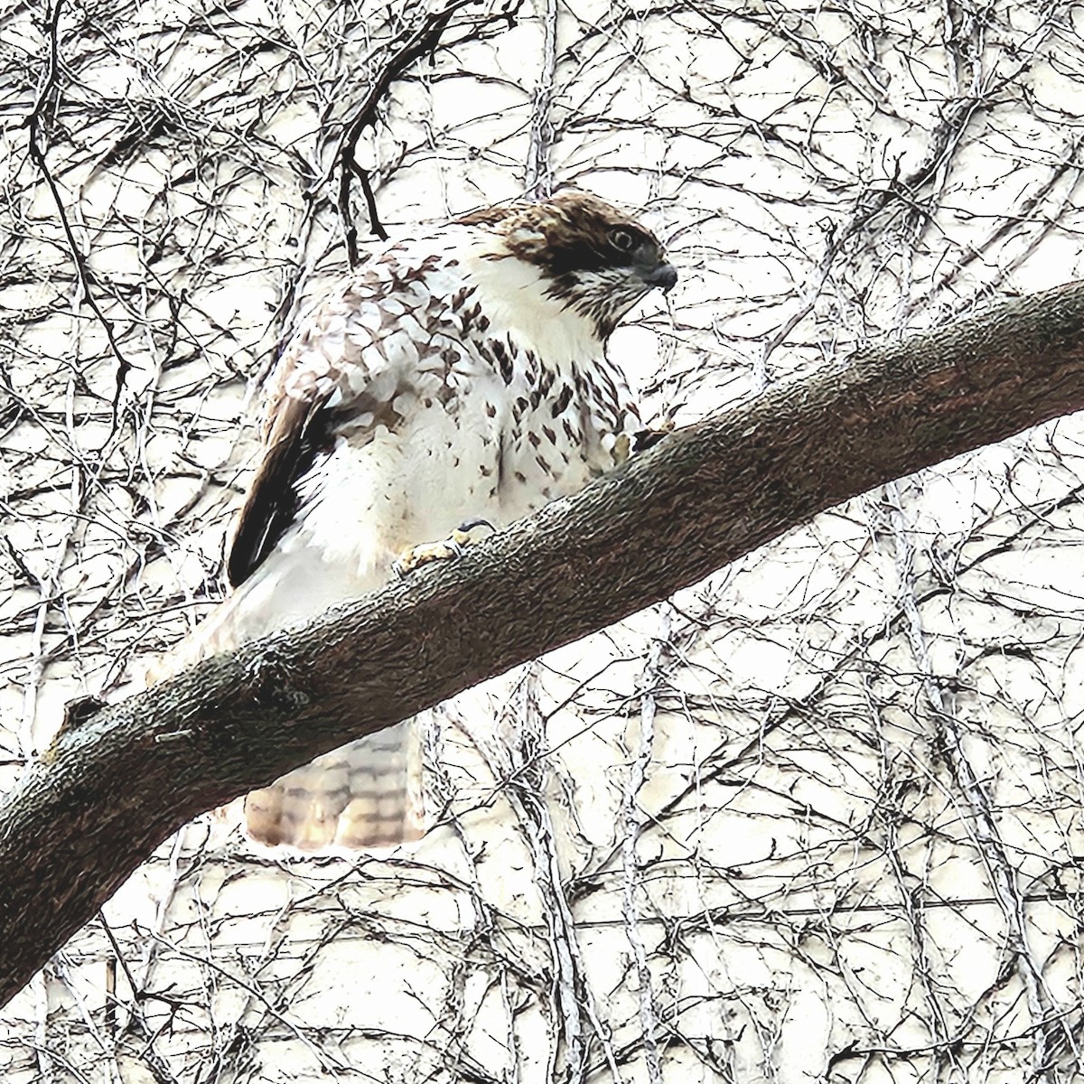 Red-tailed Hawk - ML641412524
