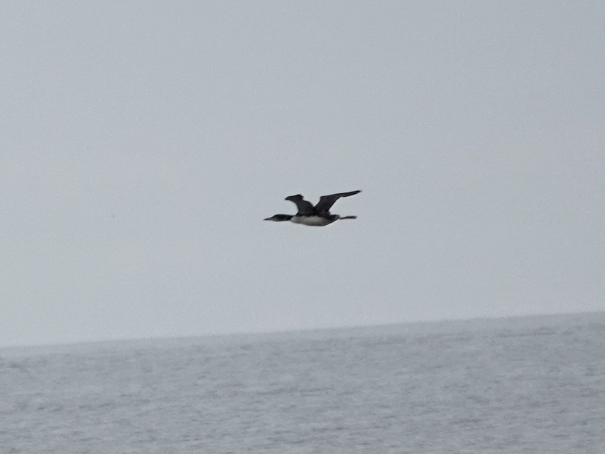 Common Loon - ML641412527