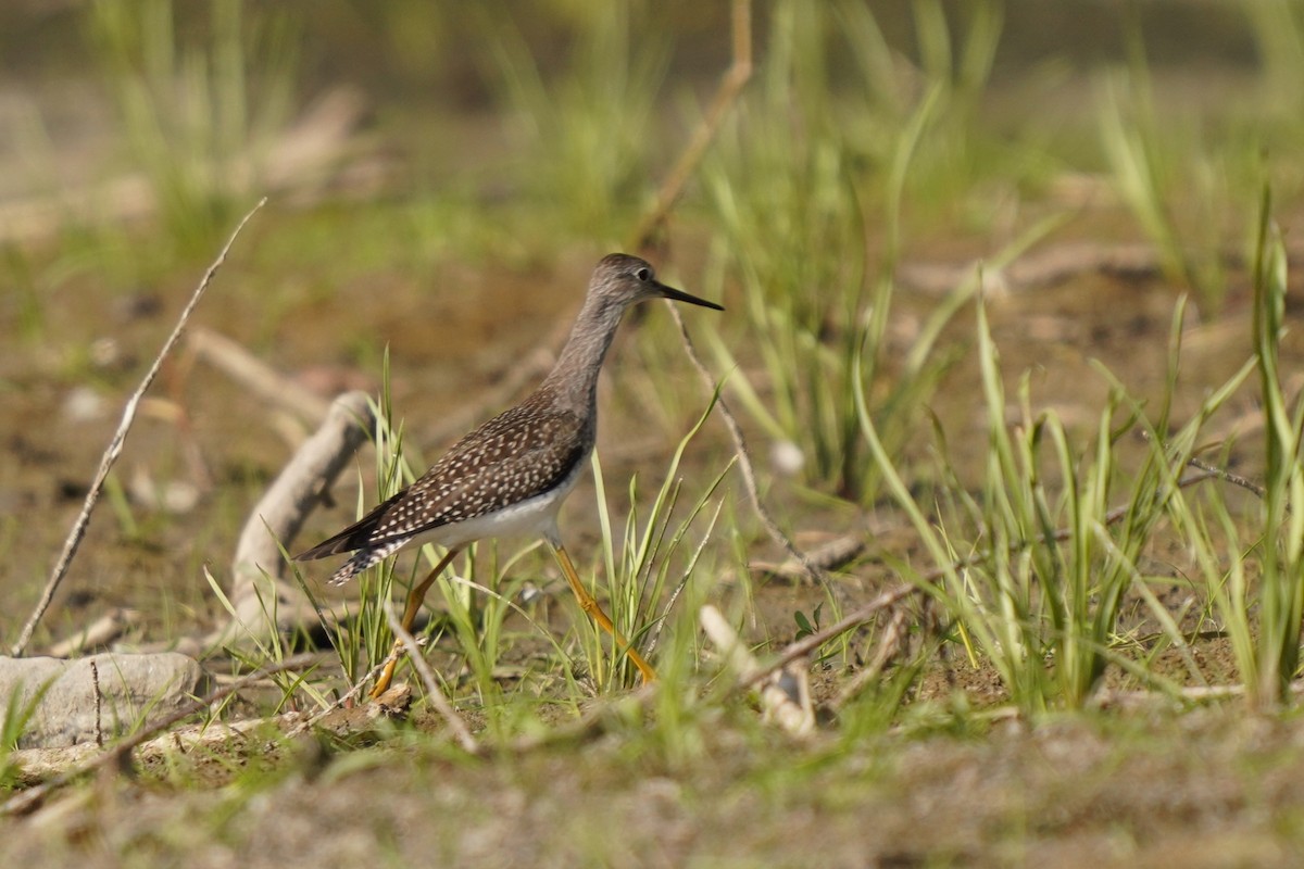 Lesser Yellowlegs - ML641412533