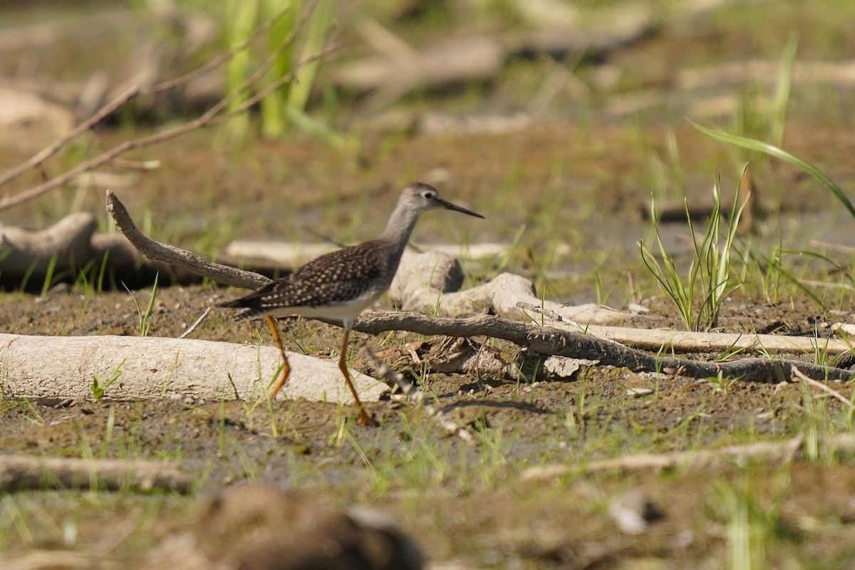 Lesser Yellowlegs - ML641412534