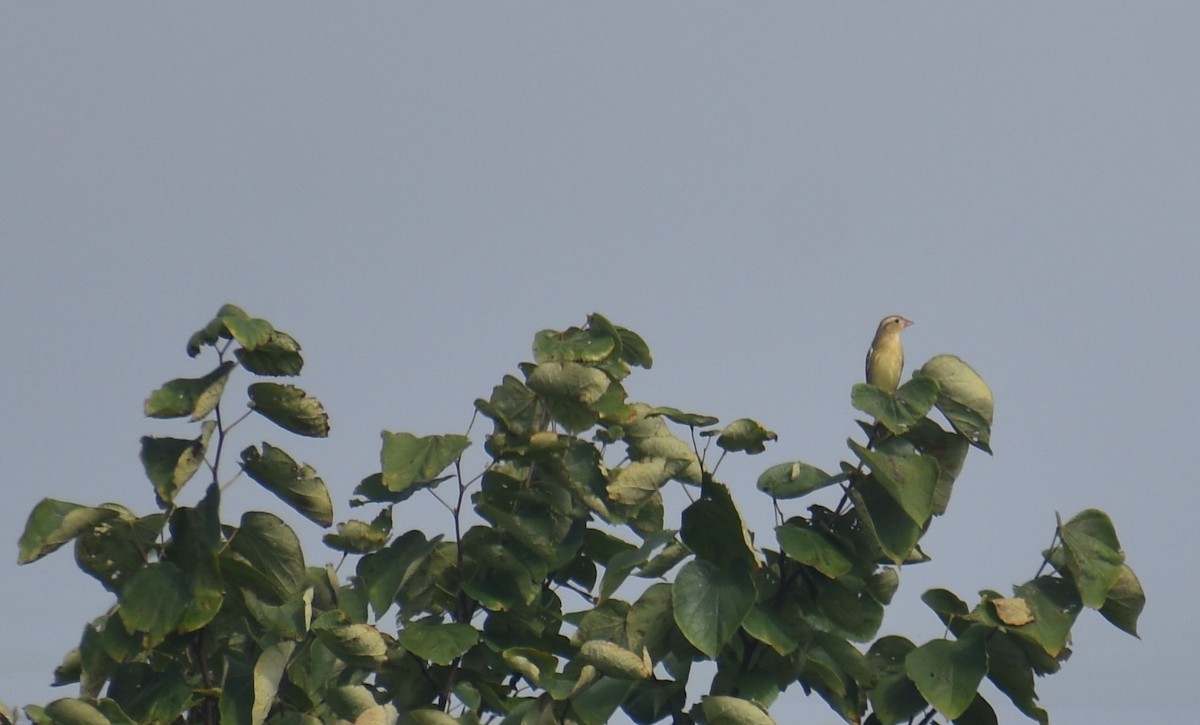 Bobolink - ML641412540