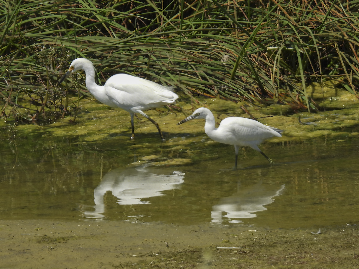 Little Blue Heron - ML641412547
