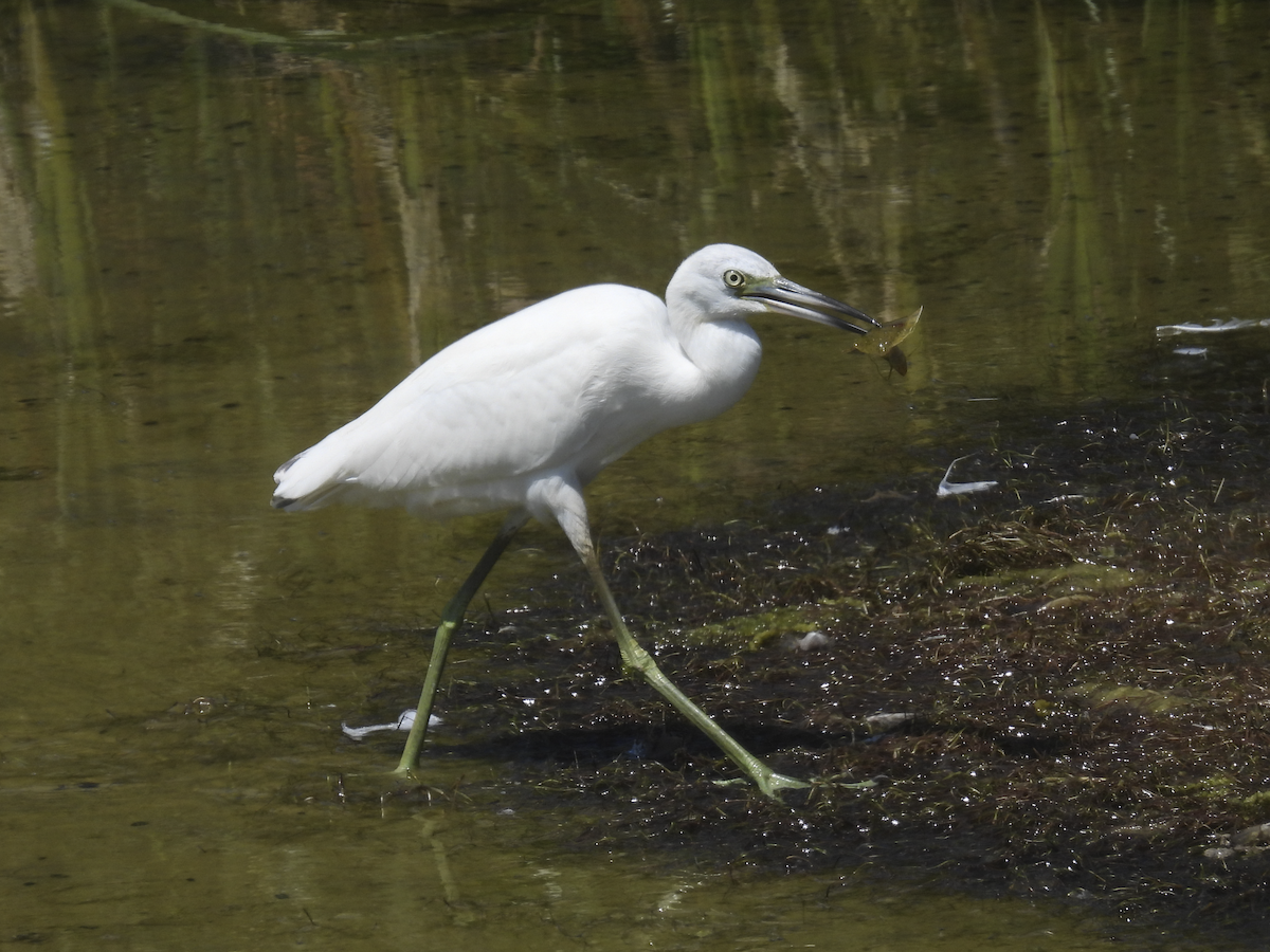 Little Blue Heron - ML641412548