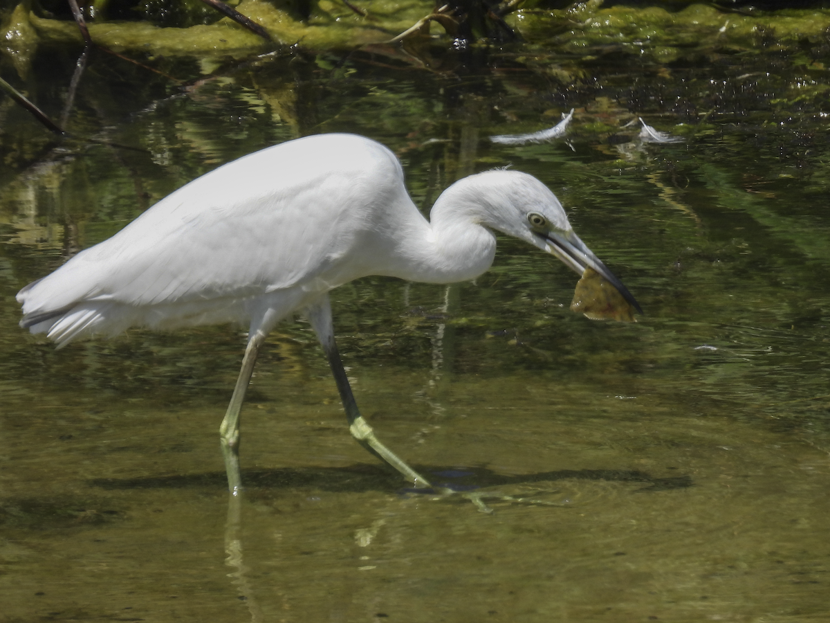 Little Blue Heron - ML641412552