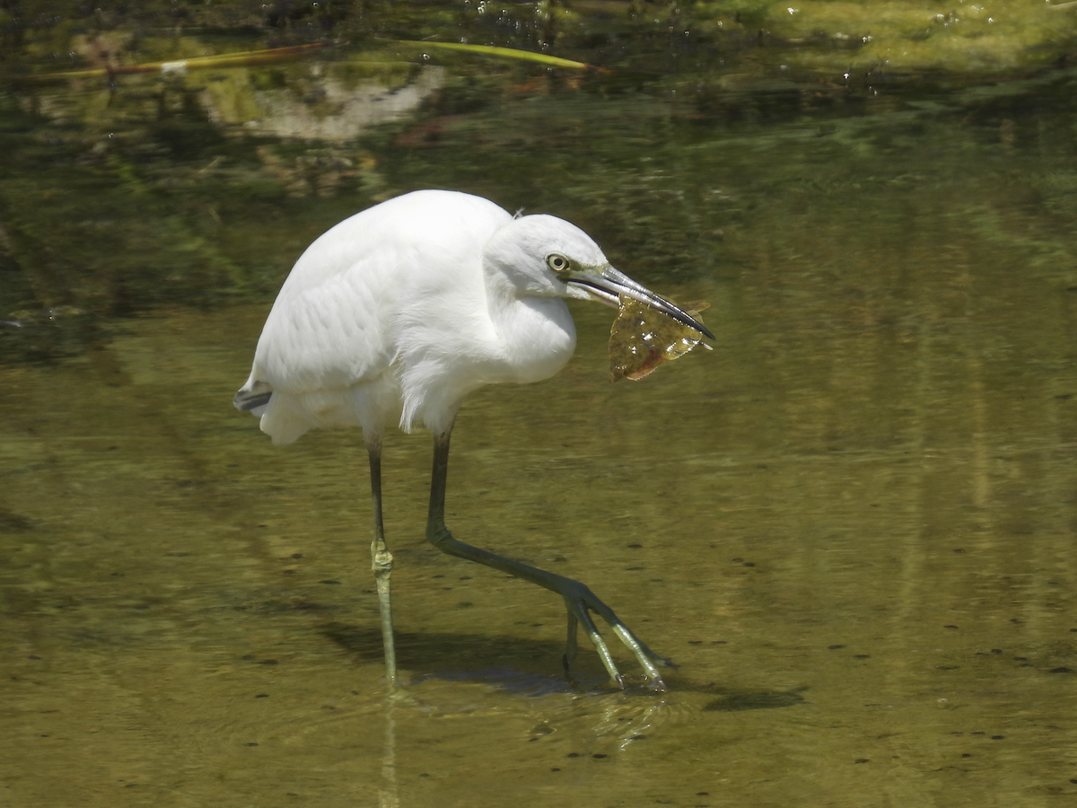 Little Blue Heron - ML641412562