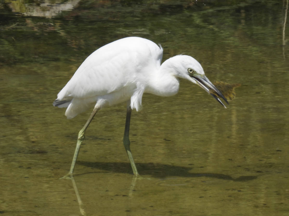 Little Blue Heron - ML641412563