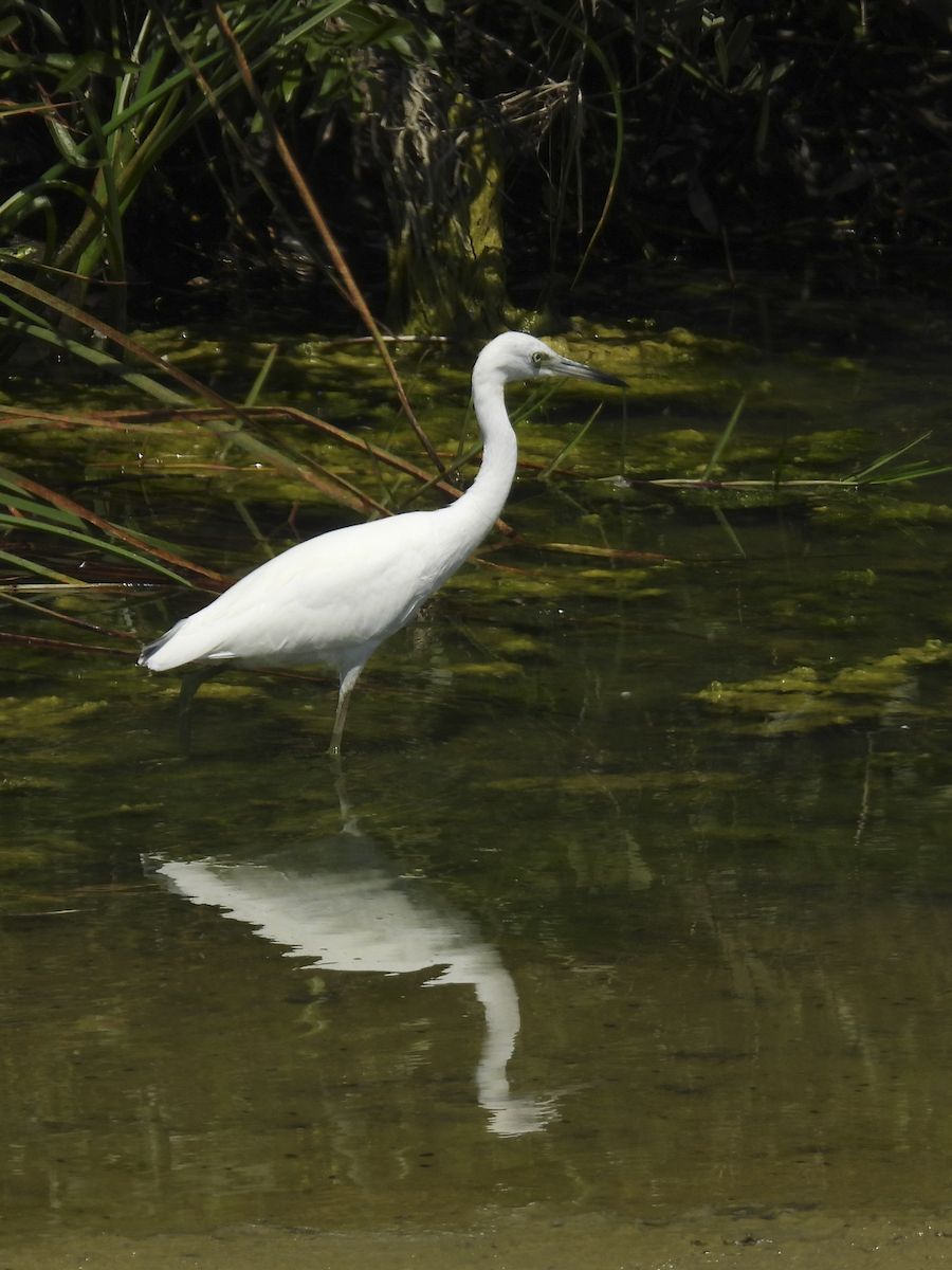 Little Blue Heron - ML641412567