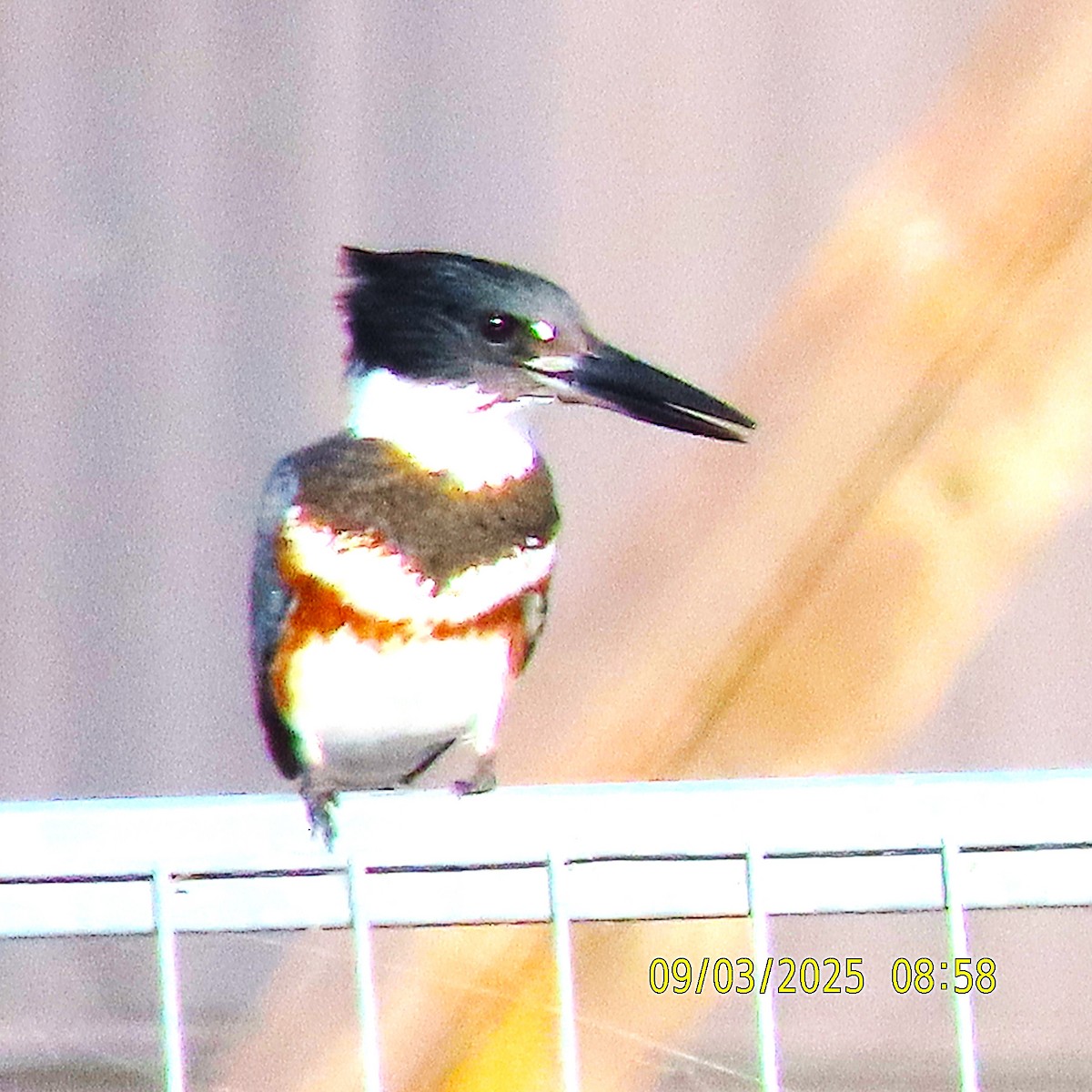 Belted Kingfisher - ML641412568