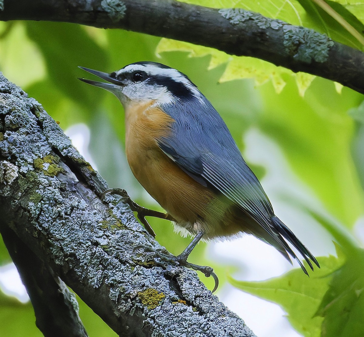 Red-breasted Nuthatch - ML641412569