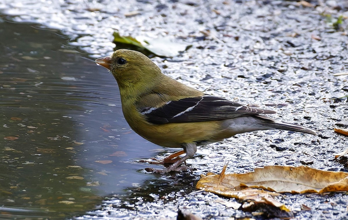 American Goldfinch - ML641412577